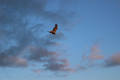 Low angle view of bird flying in sky