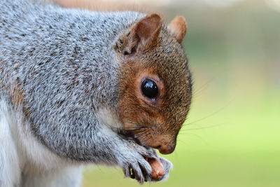 Close-up of squirrel