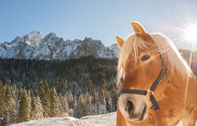 Close-up of horse standing on snow against mountain