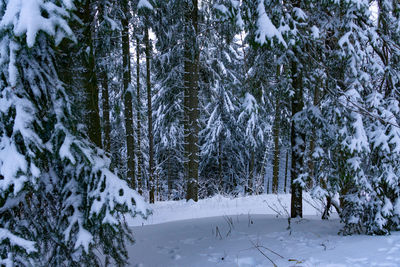 Snow covered pine trees in forest