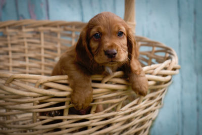 Close-up portrait of dog in basket