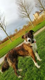 Dog on field against sky