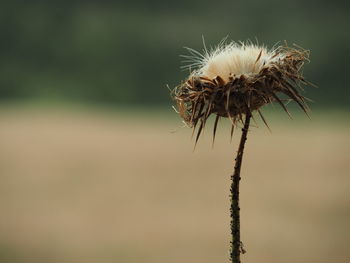 Close-up of dried plant