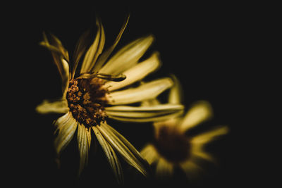 Close-up of honey bee on flower against black background