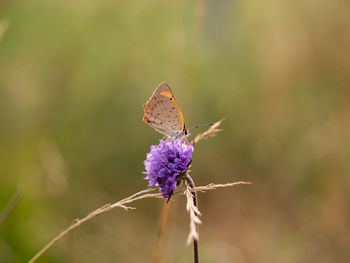 Close-up of butterfly on purple flower