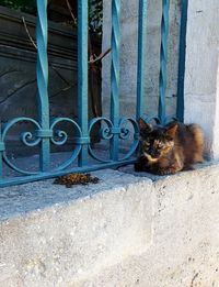 Portrait of cat sitting on metal