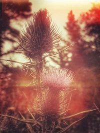 Close-up of wilted dandelion flower on field