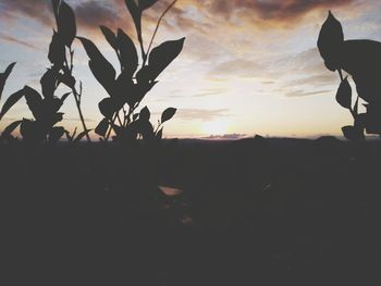 Silhouette plants on field against sky during sunset