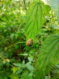 Close-up of snail on plant