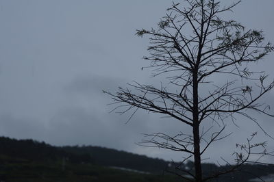 Bare tree against sky