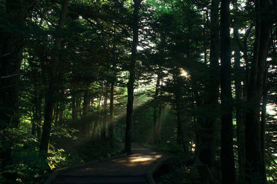 Walkway amidst trees in forest