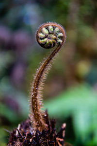 A fresh new silver fern leaf just about to open, shot in a forest in the south island of new zealand