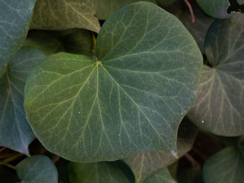 High angle view of leaves