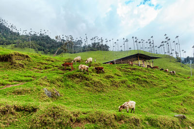 Cows grazing on grassy hill against cloudy sky