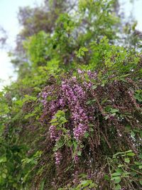 Low angle view of purple flowering plant