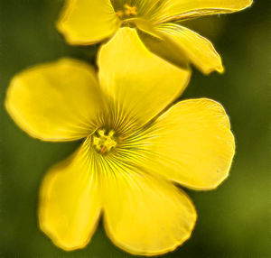 Close-up of yellow flower