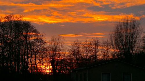 Silhouette trees by house against orange sky