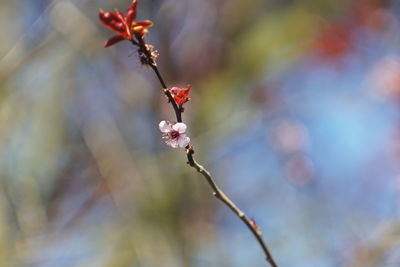 Close-up of red flowering plant