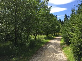 Road amidst trees in forest