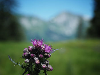 Close-up of flower blooming outdoors