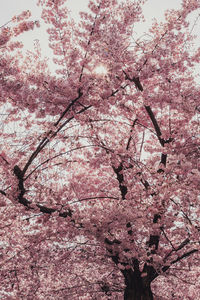 Low angle view of pink flowering tree