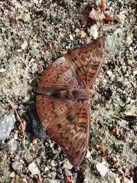 Close-up of butterfly on rock