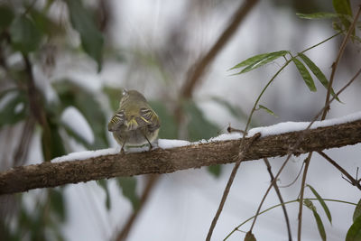 Low angle view of bird perching on branch