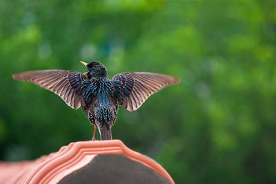 Butterfly flying