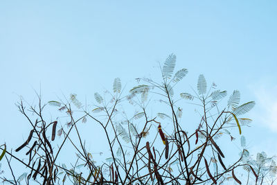 Low angle view of plants against clear sky