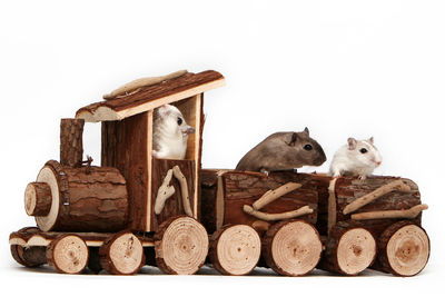 Gerbils in wooden toy train against white background