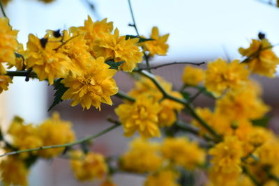 Close-up of yellow flowering plant