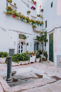 Potted plants outside building