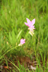 Close-up of pink flower on field