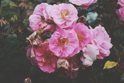 Close-up of pink flowers growing outdoors