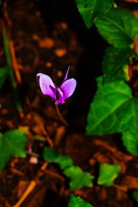 Close-up of purple flower blooming outdoors