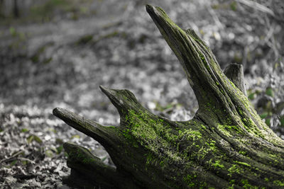 Close-up of lizard