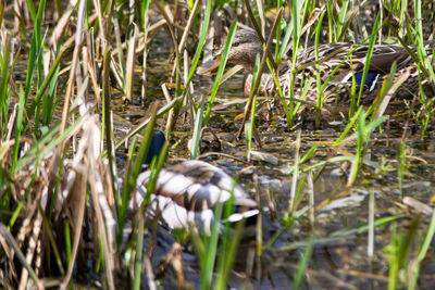 Bird in a lake