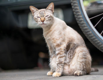 Close-up of cat