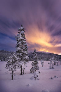 Trees on snow covered land against sky during sunset