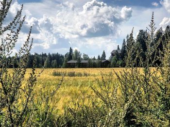 Scenic view of agricultural field against sky