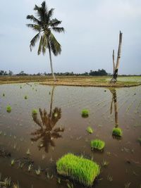 Tree reflections on paddy field