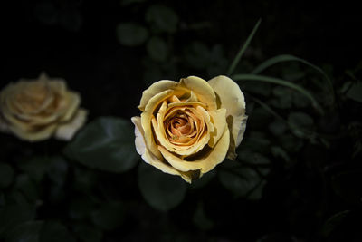 Close-up of white rose against black background