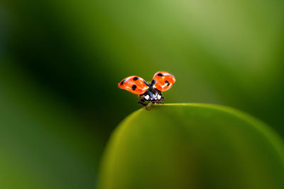 Close-up of ladybug on leaf