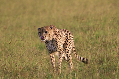 A cheetah licking it's nose while walking 