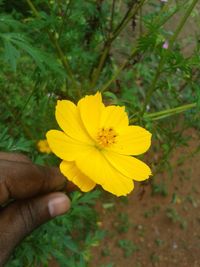 Close-up of hand holding flower