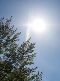 Low angle view of sunlight streaming through tree