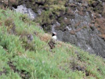 High angle view of bird flying on land