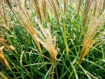 Close-up of wheat growing on field