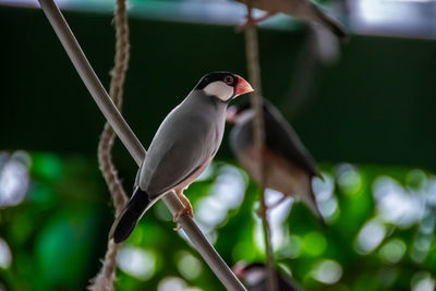 Close-up of bird perching on branch