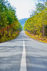 Surface level of road along trees